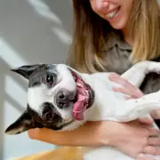 RSPCA Warns Flat-Faced Dog Breeds at Higher Winter Illness Risk