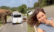 Russian Tourists Flee for Lives as Elephant Rips Car Door in Sri Lanka Safari Chaos
