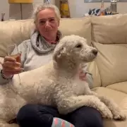 School Therapy Dog Stolen from Teacher's Home Found 30 Miles Away