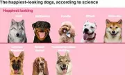 Science Reveals the UK's Happiest-Looking Dog Breeds: German Shepherds Top List