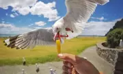 Seagull Feeding Ban Proposed in Scottish Town After 20 Years of Attacks