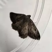 Seven Rare Species Discovered in Scotland: A Conservation Milestone