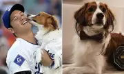 Shohei Ohtani's Dog Decoy Steals Spotlight with MVP Award