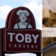 Siberian Cat's Secret Toby Carvery Roast Habit Exposed by Hilarious Note