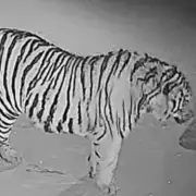 Siberian Tiger Attacks Village, Devours Pet Dog in Chilling CCTV Footage
