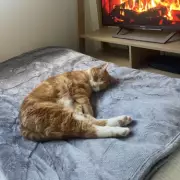 Silentnight's Self-Heating Blanket Drops to £23.74: A Cost-Free Way to Stay Warm