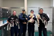 Six Puppies Saved from Suspected Fentanyl Overdose by Washington Firefighters