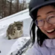 Snow Leopard's Savage Pounce Captured in Tourist's Final Selfie Before Attack