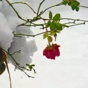 Snow Threatens Roses: One Simple Styrofoam Cone Can Save Your Blooms