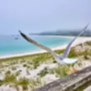 Spain's Secret Islands: Unspoilt Cíes Archipelago Boasts World's Best Beach