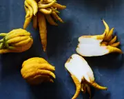 Spanish 'Garden of Eden' Farm Holds Key to Citrus Future with 500+ Rare Varieties