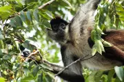 Spider Monkeys Share Insider Knowledge to Locate Best Fruit Trees