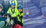 Springer Spaniel Rescued After 100ft Cliff Fall in Cornwall