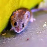 Stop Rats and Mice Entering Your Home This Winter with a 60-Second Daily Task