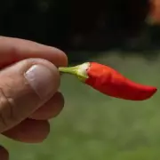 Stop Throwing Away Chilli Seeds: A January Gardening Tip from Expert Michael Griffiths