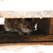 Stop Winter Rodent Invasions with a £2 DIY Fix from Amazon