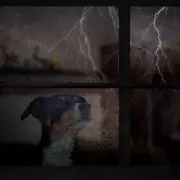 Storm Chandra: Dogs Trust Issues Vital Guidance for Anxious Canines