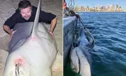 Sydney Harbour Shark Attack: Expert's Eerie Warning Days Before Boy Mauled