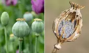 Tasmania Poppy Theft: Lethal Drugs Stolen, Public Health Alert Issued