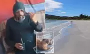 Tasmanian Man Loses Licence After Dog 'Drives' Ute on Beach