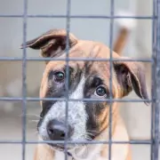 Terrified Rescue Dog's 'Christmas Miracle' Transformation After Adoption