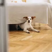 Tesco Recalls Dog Food Over Plastic Fears: Urgent Warning to Owners