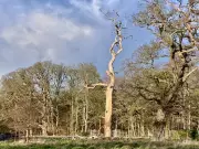 The Kelo Tree: Shropshire's 300-Year-Old Dead Pine That Defies Decay