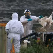 Third Nottinghamshire Farm Hit by Bird Flu, 1.8-Mile Protection Zone Enforced