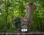 Toby Carvery Faces Eviction After Felling Ancient 500-Year-Old Oak Tree in Enfield