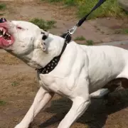 Toddler, 3, killed after climbing into grandmother's American Bulldog enclosure