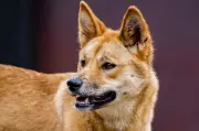 Traditional Owners Outraged as Queensland Culls Dingo Pack After Backpacker's Death