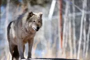 Trump Administration Threatens Colorado's Gray Wolf Reintroduction in 'Retaliation Campaign'