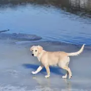 UK dog owners urged to check temperature before winter walks