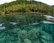 UK Government Criticised for Delaying Action on Global Ecosystem Collapse