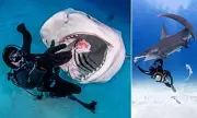 Underwater Photographer Captures Sharks Swarming Feeding Boxes in Bahamas