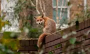 Urban Fox Menace: Expert's 6-Step Guide to Protect Your Garden and Pets