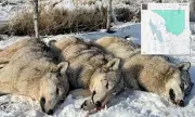Utah Officials Kill Three Endangered Gray Wolves in Delisted Zone