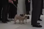 Valentino's Pugs Join Hundreds in Farewell to Fashion Legend in Rome