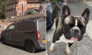 Van Driver Blamed French Bulldog for £22k Crash, Admits Careless Driving