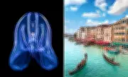 Venice's Lagoon Under Siege by Cannibalistic Jellyfish Invasion