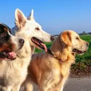 Vet Claims Belgian Malinois More Aggressive Than Pitbulls, Sparking Debate