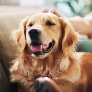 Vet Reveals 3 Simple Steps to Extend Your Dog's Life and Cut Vet Bills