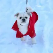 Vet Reveals 4 Critical Warning Signs Your Dog Has Hypothermia This Winter