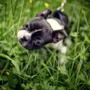 Vet Reveals 4 Key Reasons Dogs Eat Grass and When to Be Concerned