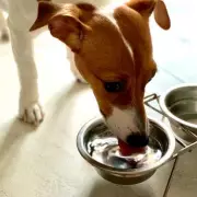 Vet Reveals 5 Dog Breeds First-Time Owners Should Avoid