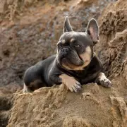 Vet Reveals 5 Dog Breeds He'd Never Own, Including French Bulldogs