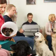 Vet Reveals One Dog Breed He Actively Avoids Treating in Clinic