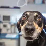 Veterinary Nurse Reveals Two Surprisingly Easy Dog Breeds to Handle