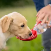 Vets Issue Urgent Warning: Daily Dog Bowl Cleaning Fights Salmonella