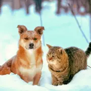 Vet's Urgent Warning: Common Winter Product Can Kill Pets in 24 Hours